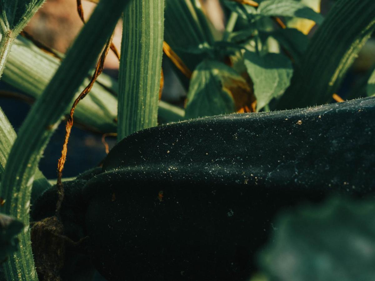 Gospodarstwo Agroturystyczne Anielin Okonek Exterior foto