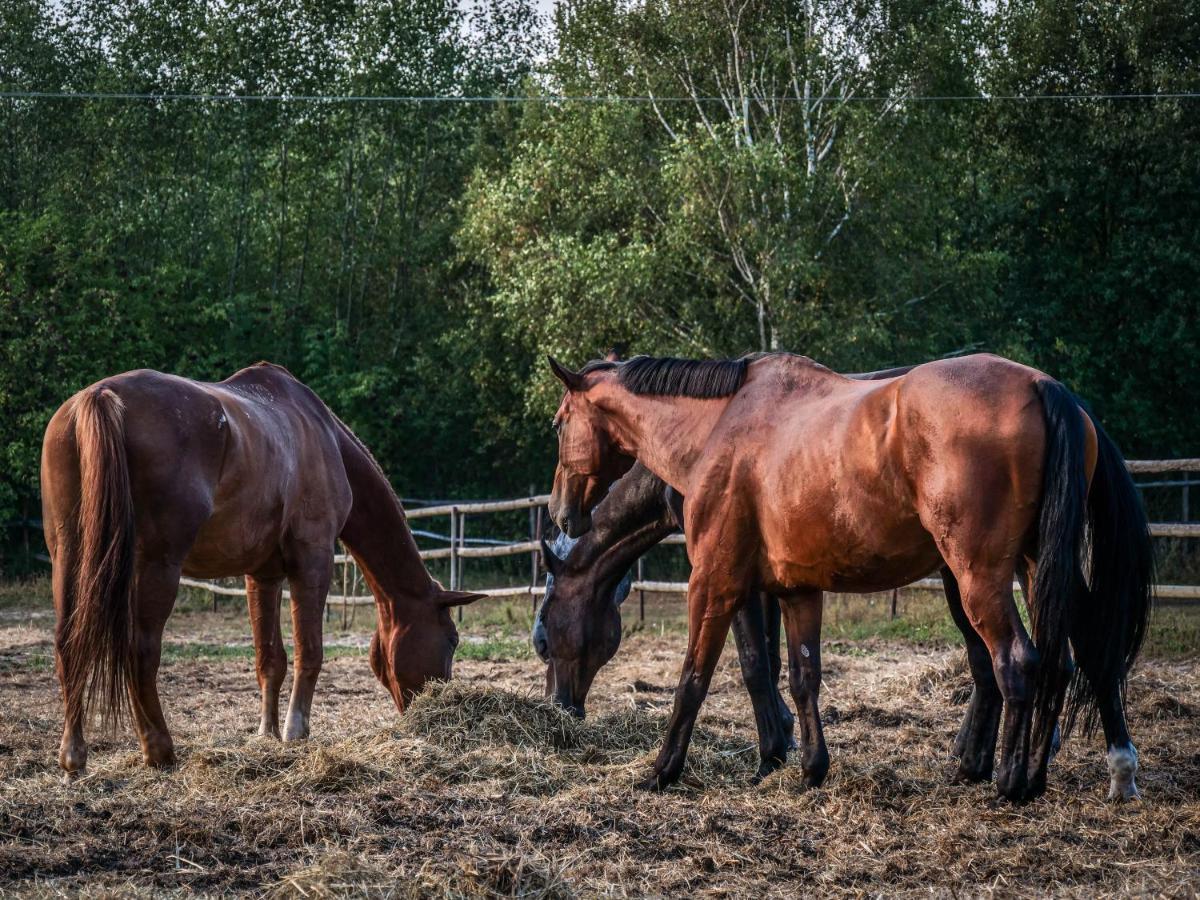 Gospodarstwo Agroturystyczne Anielin Okonek Exterior foto